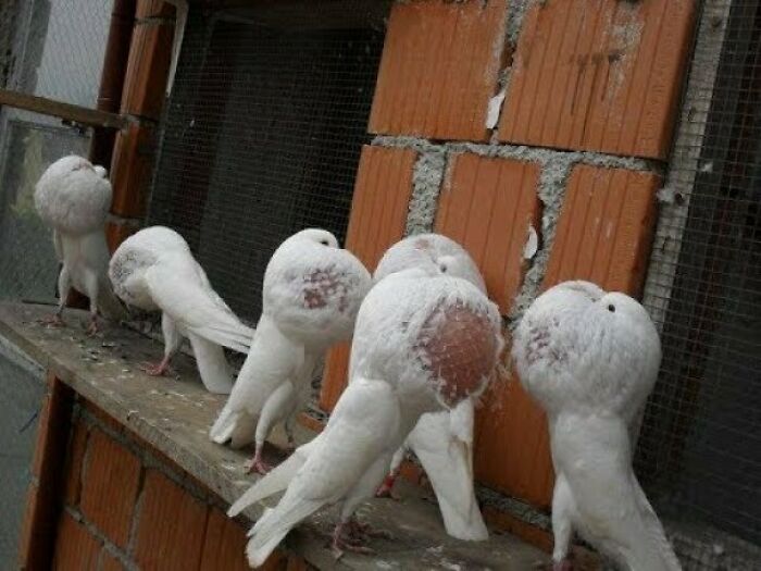 For Some Ungodly Reason, Someone Decided To Breed Pidgeons With Massive Growths On Their Necks