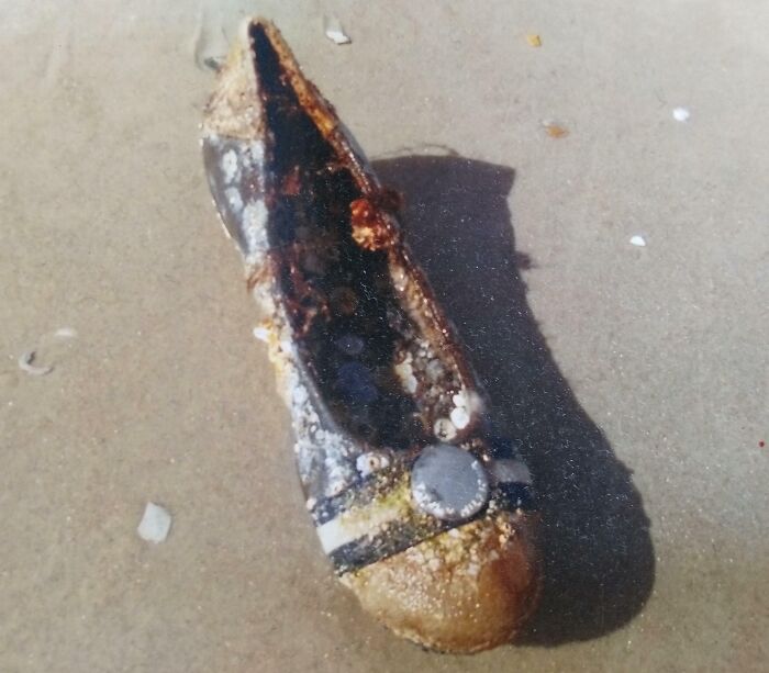 This Tommy Hilfiger Shoe I Found At The Beach