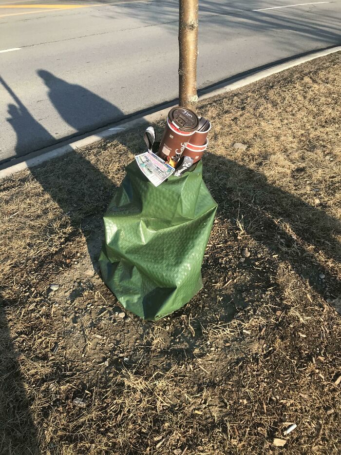 Humans Being Jerks To This Baby Tree