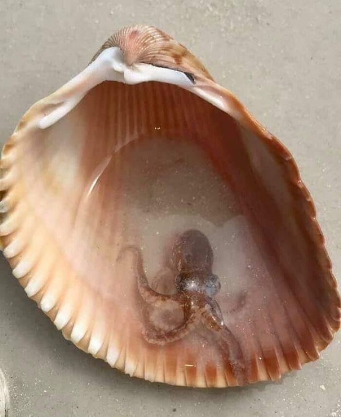 You Never Know What You Will Find When You Pick Up A Shell At Honeymoon Beach, Florida. Little Dude Was Put Safely Back In The Water