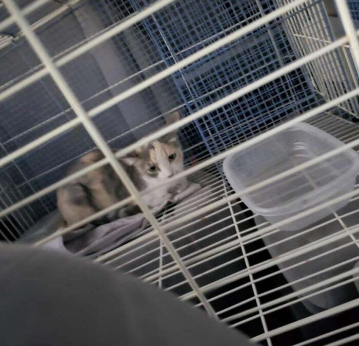 Someone Abandoned A Beautiful Kitty In The Middle Of The Highway In Arizona This Morning. Temperature Is A High Of 106f For Today