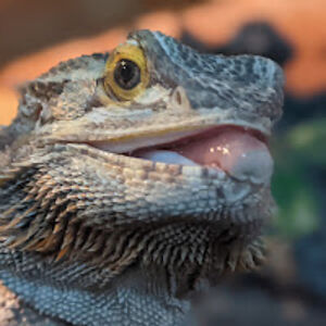 emileemartin_1 avatar