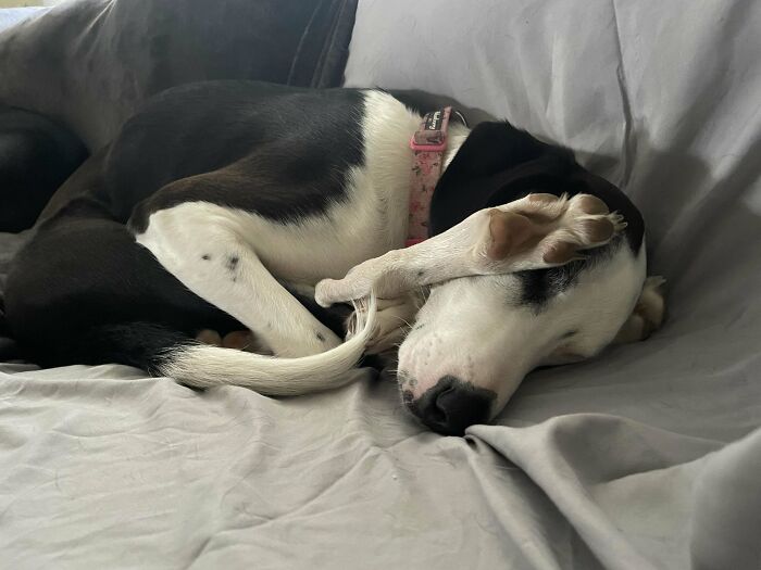 Persi Refuses To Sit, Lay Down, Or Look Out The Window Like A Normal Dog