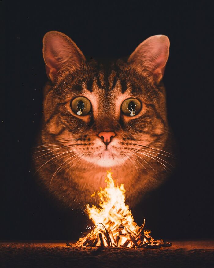 Artist Creates A Parallel World Where There Are Giant Cats Everywhere — And Everyone Thinks It's Normal (New Pics)