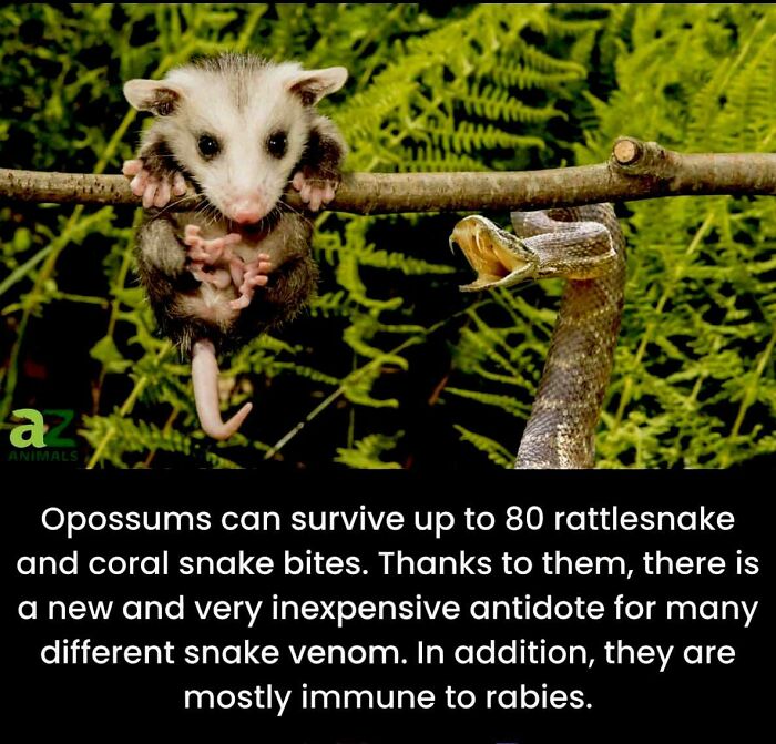 Opossum clinging to branch near snake illustrating unusual facts about animal immunity to snake venom and rabies.