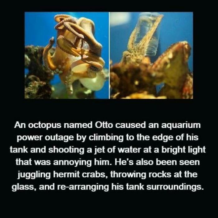 Octopus named Otto causing aquarium power outage and displaying unusual facts by juggling hermit crabs and rearranging tank surroundings.