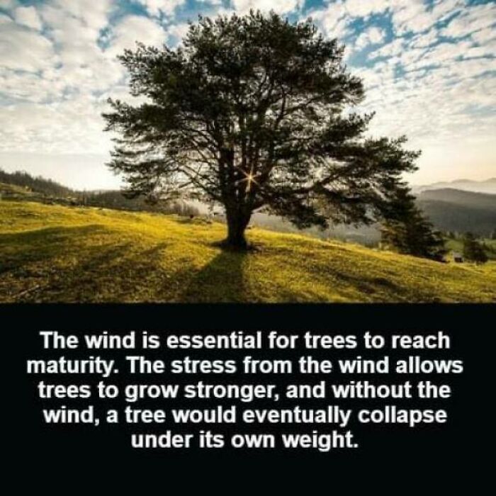 Tree growing stronger from wind stress on a sunny hill, one of the unusual facts that may raise eyebrows.