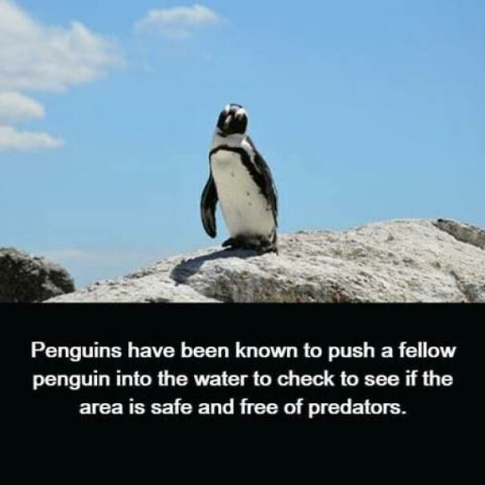 Penguin standing on a rock with a fact about unusual facts and information that may raise eyebrows.