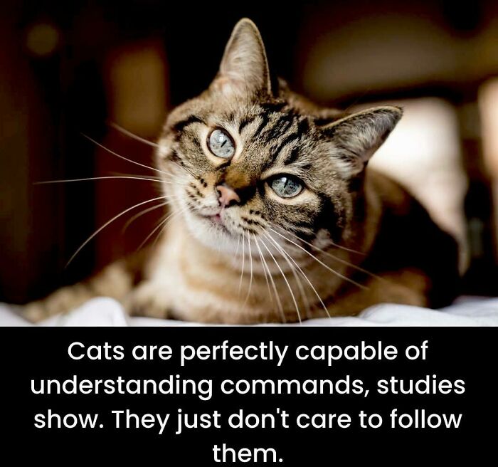 Close-up of a tabby cat with blue eyes, paired with unusual facts about cats and their behavior from a facts page.