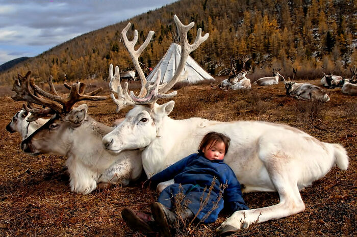 Child Sleeping With Reindeer In Mongolia 