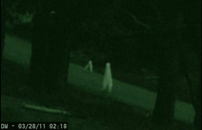 Fresno Nightcrawler - Caught On Yosemite Trailcam