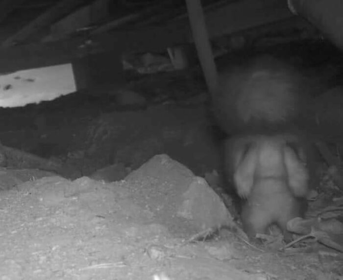 My Game/Trail Camera Captured This Under My House. Should I Pack My Things Up And Move Away?