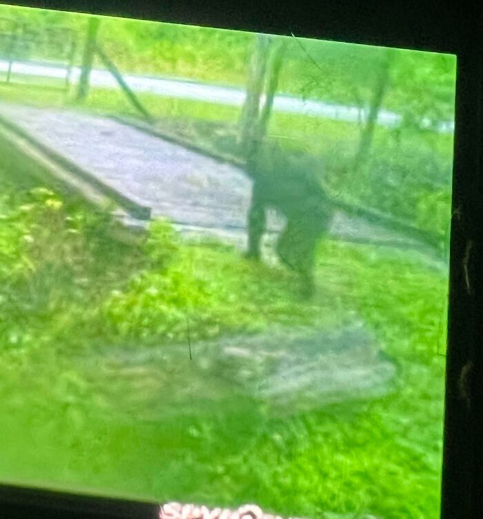 Taken On My Elder Family Members Trail Camera In Ky