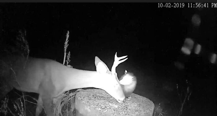 Possum Pulling Ticks Off A Deer's Face. Tick Infestations Are Serious In The Dry Months And Have Even Killed Young Ones. Possums Love To Eat Ticks. This Trail Cam Photo Shows How Nature In Balance Works