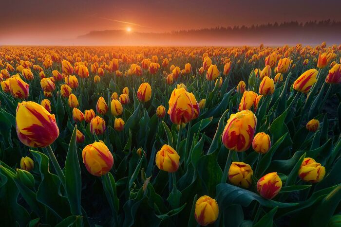 Woke Up At 5am To Catch The Tulips With Morning Mist, The Netherlands 