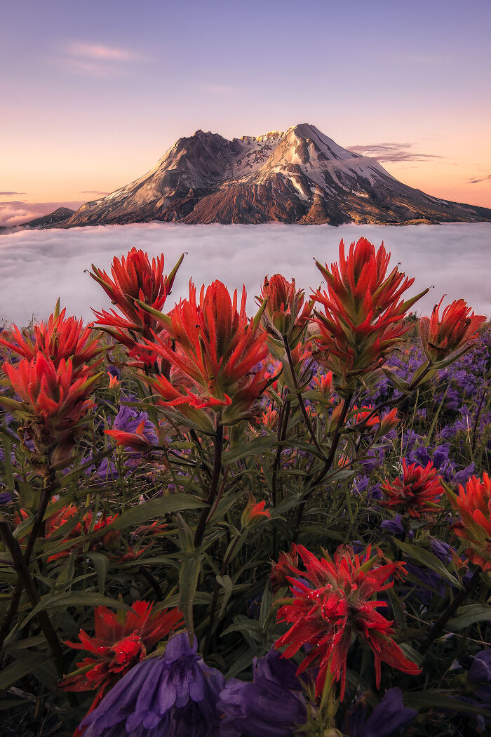 A Rare Cloud Inversion During Sunrise At Mt St Helens, Washington 