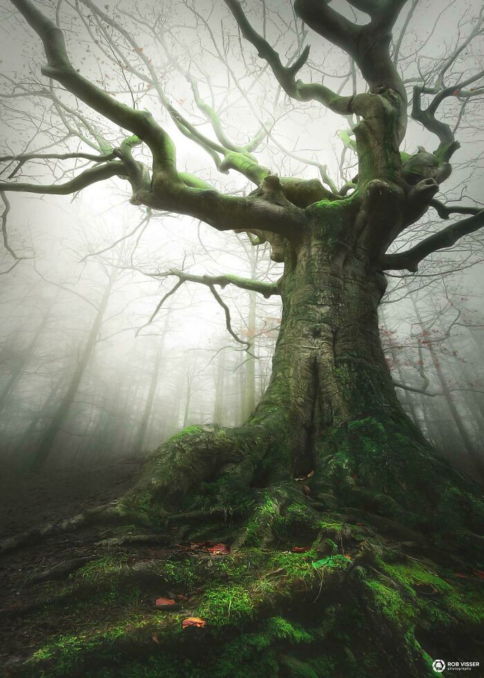 The Witch Tree, Running For European Tree Of The Year, The Netherlands 