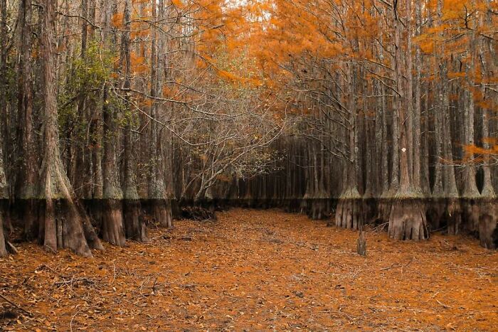 4 Years Ago Today I Took My Favorite Photo Ever Of A Drained Cypress Lake At George L. Smith State Park In Georgia, USA