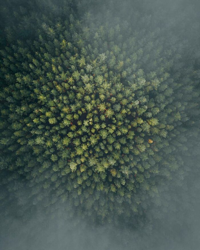 Lungs Of The Earth [second Valley Forest, South Australia]