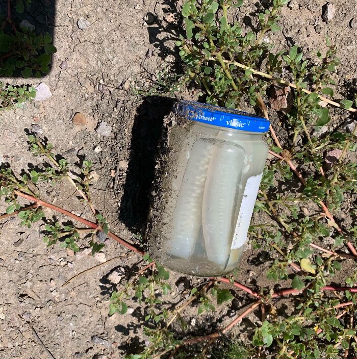 Jar Of Pickles Bleached White By The Sun, Found In The Desert