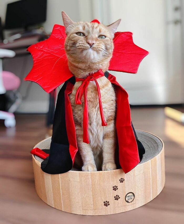 Orange tabby cat in a red and black Halloween costume sitting in a wooden circular cat bed for pet Halloween costumes.