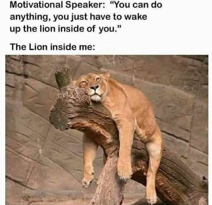 Hilarious-Animal-Memes