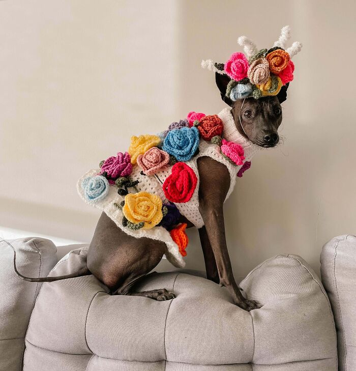 My Dog Is My Halloween Muse