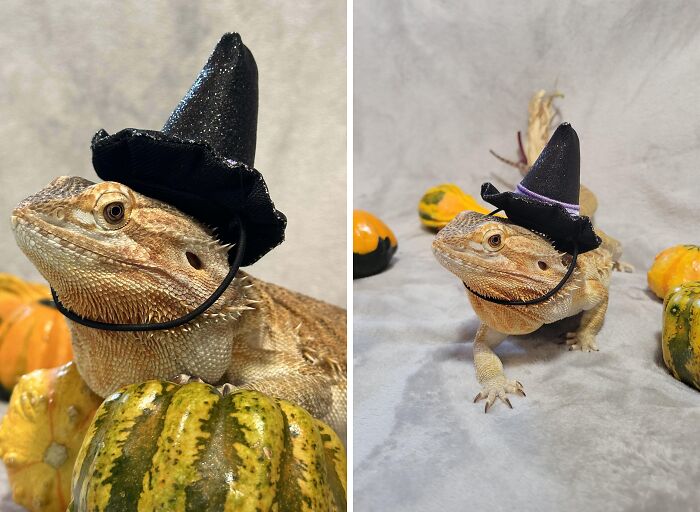 Karma Is Ready For Halloween