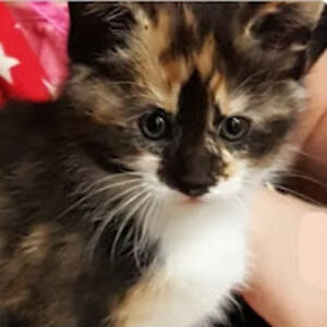 auroraborealis_1 avatar