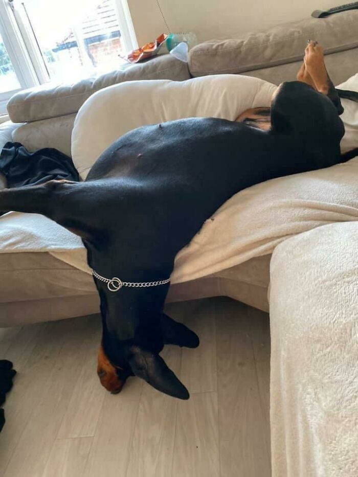 How My Doberman Likes To Sleep 