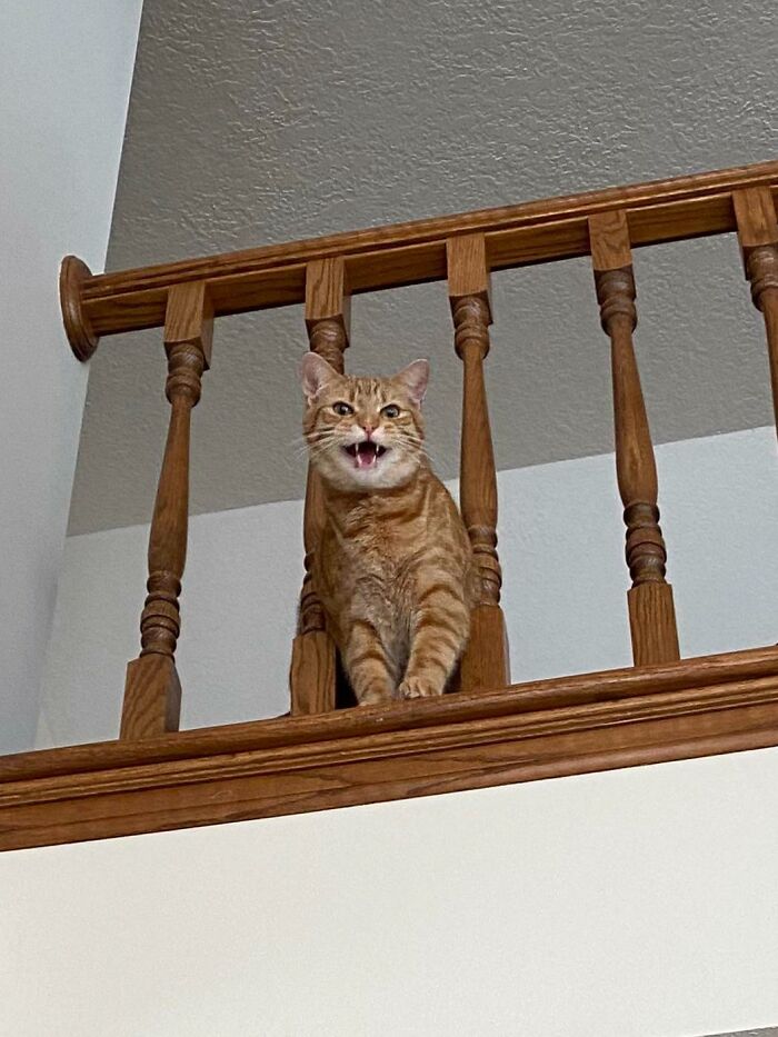 Binx Very Impolitely Asking Me To Reconsider His Diet I’ve Put Him On