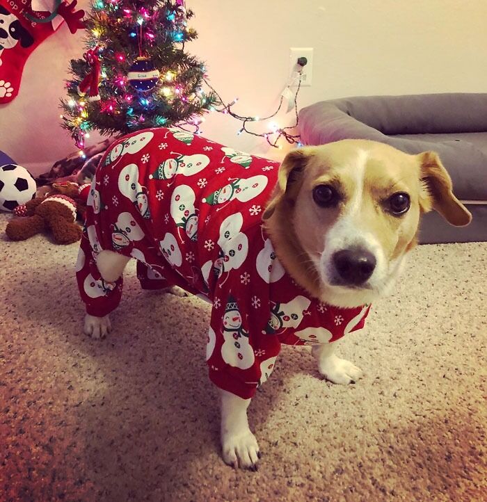 Dog wearing festive pajamas standing near a decorated Christmas tree, showcasing paw-fect gifts for pets and their humans.