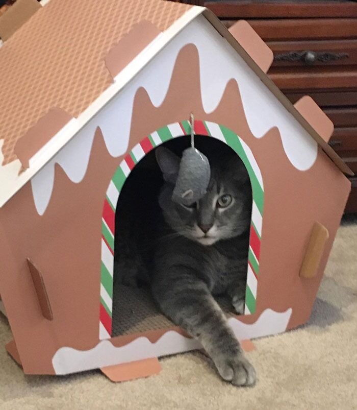 Gray cat lounging inside a gingerbread-style pet house, showcasing paw-fect gifts for pets and their obsessed humans.