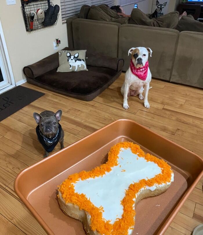A Dog-Safe Cake-Baking Kit , So Your Best Friend Will Feel Included In Your Holiday Dessert Feast (Without Eating Any Unhealthy-For-Them Human Food)