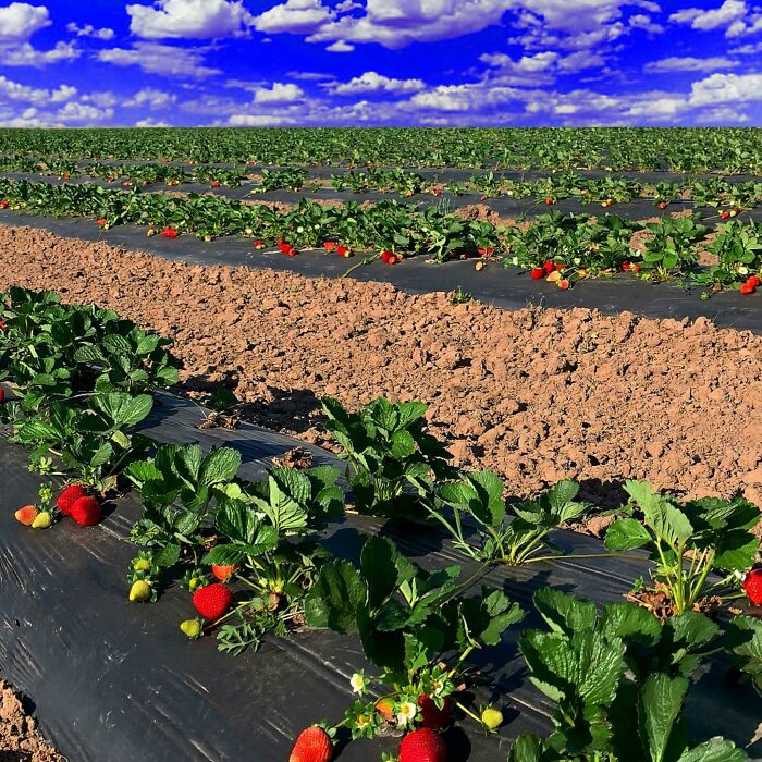 Strawberry Fields Forever