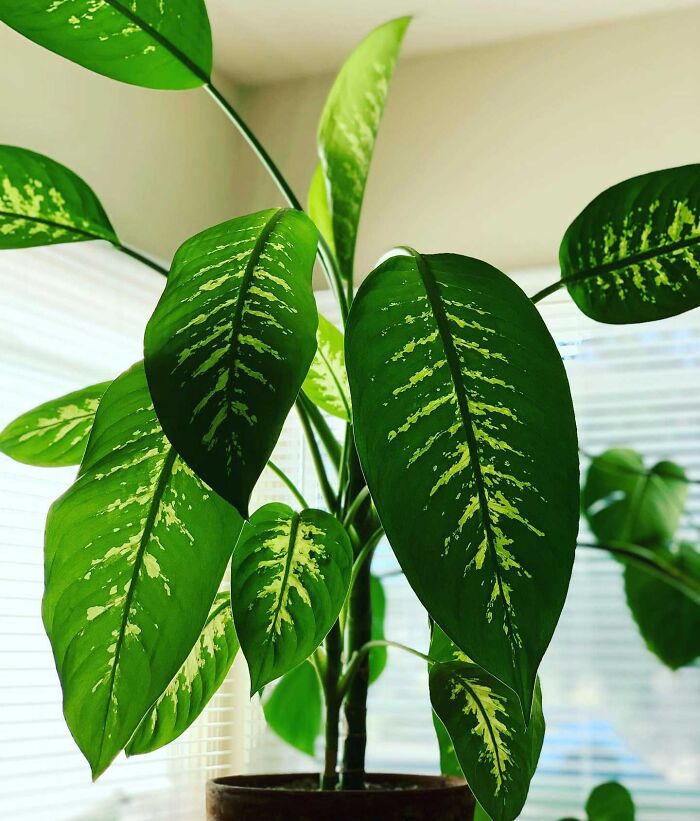 A large Dieffenbachia plant in a room
