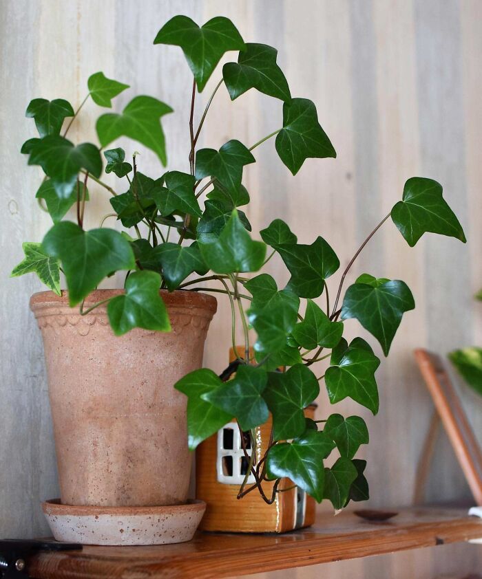 English ivy houseplant on the shelf