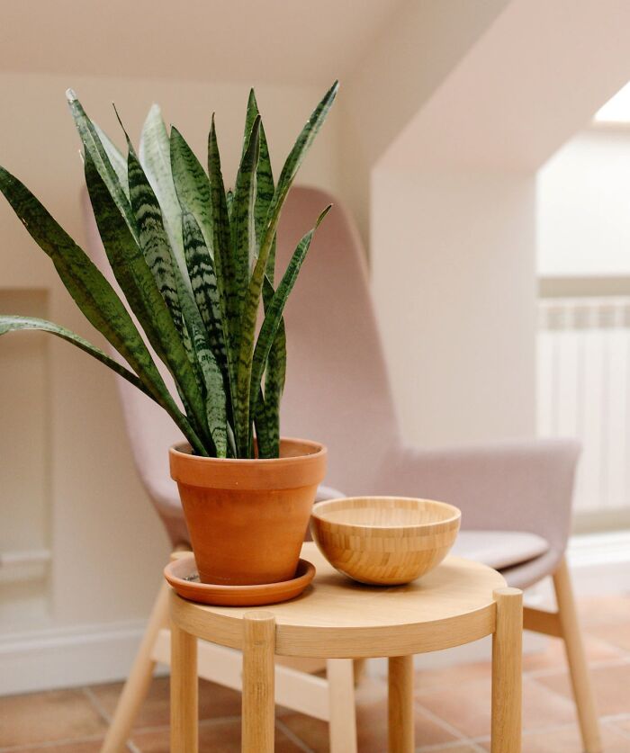 Snake plant on the wooden round table