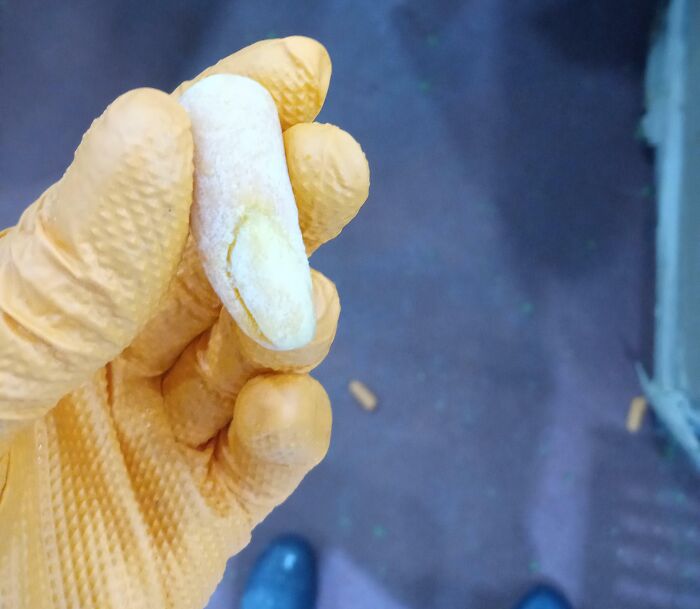 Work In Food Production, Found A Baby Carrot We All Thought Was A Human Finger At First