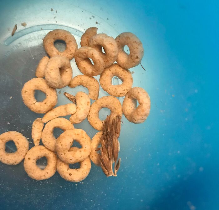 There Were (Literally) Whole Grains In My Son’s Cheerios