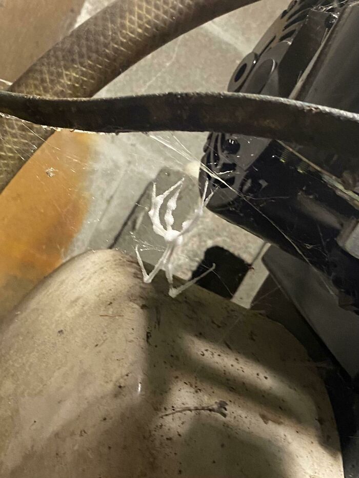 This Dead(?) Spider I Found In My Basement Cellar