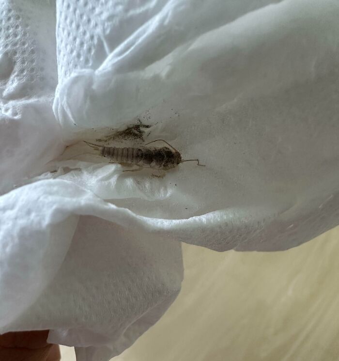 Found This Thing Swimming In My Bottle After Drinking Half Of It