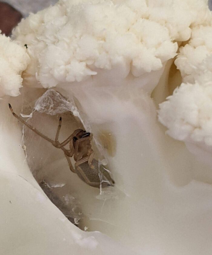 Cutting Up Some Cauliflower And Found This. Lost My Appetite And Developed A New Fear