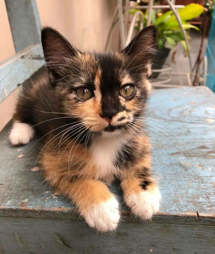 Can You Help Me Name Her? I Adopted Her Today And I Can't Think Of A Name For This Beautiful Kitten