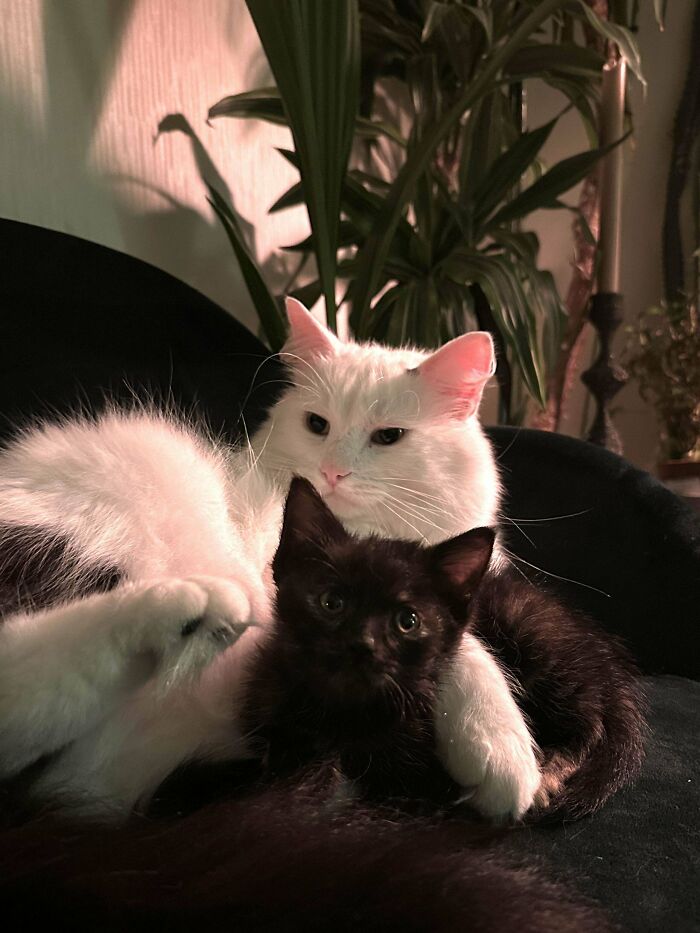 My Male Cat Adopted Our Foster Kitten So Now We Have To Keep Her I Guess