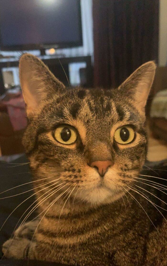 We Adopted Her At 1 Years Old Because My Brother In Laws Sister Got Divorced And Was Going To Get Rid Of Her. Her Name Is Mila, I Call Her Mila And Miller. My Mom Keeps Saying She Is Ugly, Is She Ugly Too You?