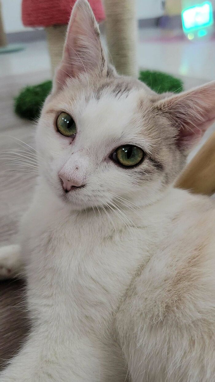 Adopting Her Soon And In Need Of Cute Names