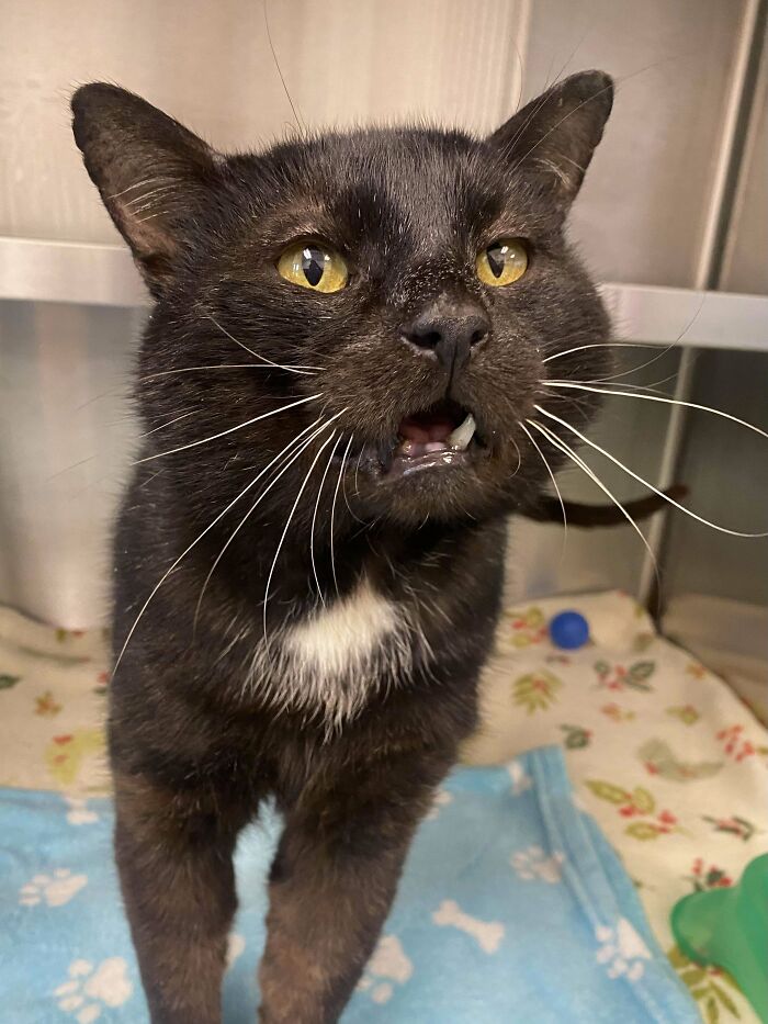 I Love When We Get Old Grizzly Tomcats From The Streets In Our Clinic At Work To Fix Up Then Adopt Out To A Home. His Name Is Beethoven (Aka Beefthoven)