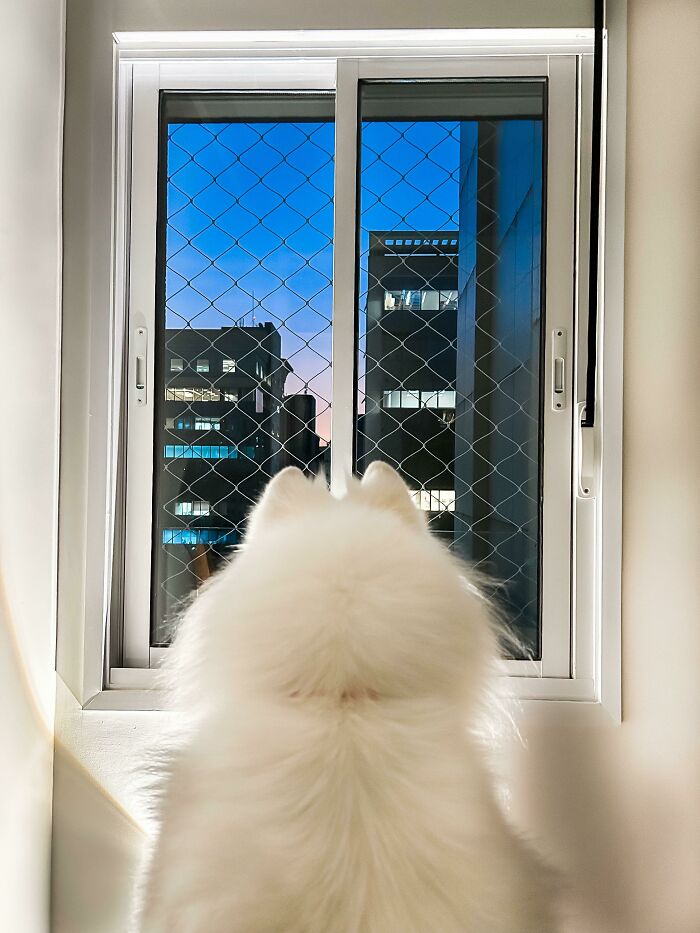 I Adopted My First Dog Living On My Own. It’s My First Dog Since My Childhood Dog Passed In 2016. She Loves The Window View