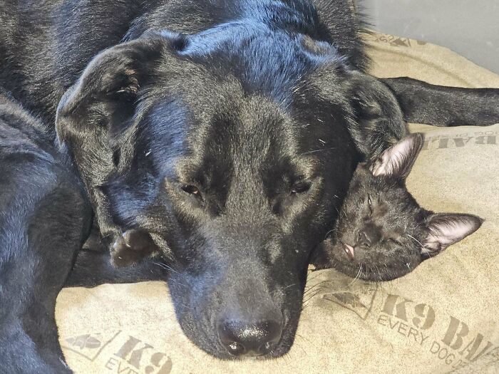 My Dog Adopted My Kitten